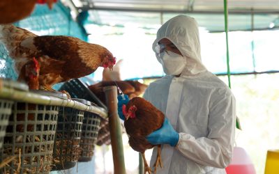 La FGTA-FO auditionnée à l’Assemblée nationale sur la grippe aviaire 