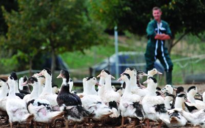 Ce que la FGTA-FO propose pour assurer l’avenir de la filière canard…